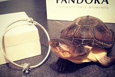 Значение шармов Пандора